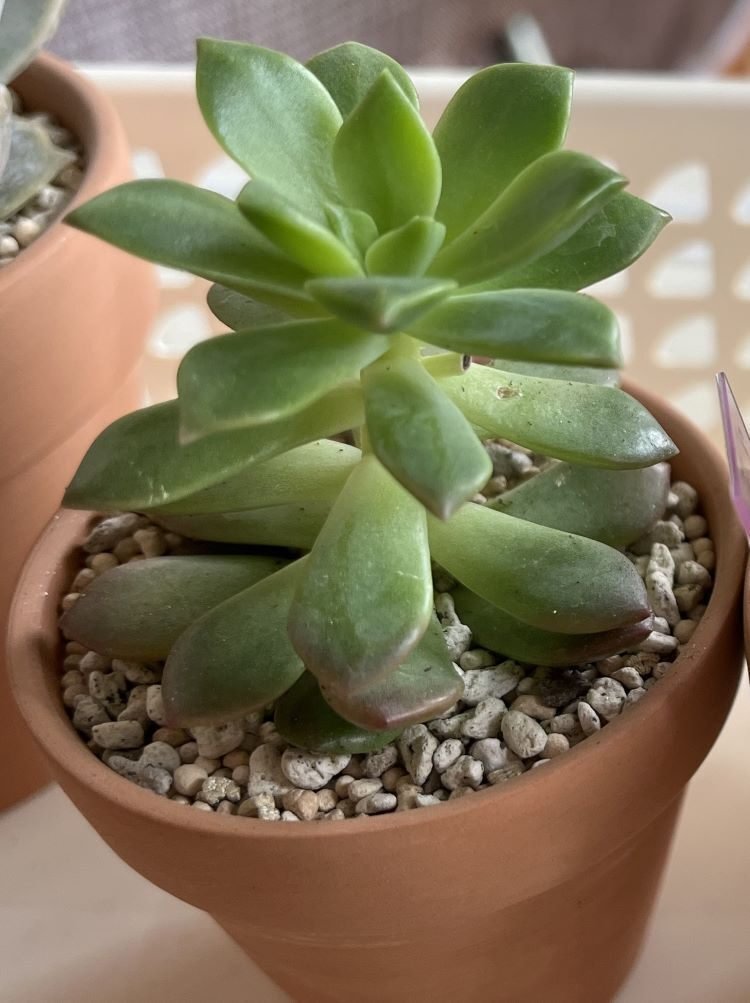 マッコス錦 カット苗 エケベリア 韓国苗 弁慶草科 多肉植物 苗 : 多肉永遠支店 - 通販 - Yahoo!ショッピング