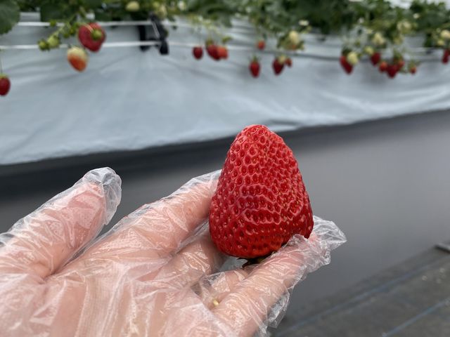 川戸ファーム いちご狩り 横浜市戸塚区いちご狩り特集2025 - ウォーカープラス