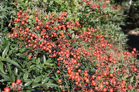 南天の不思議な魅力New 一粒の実