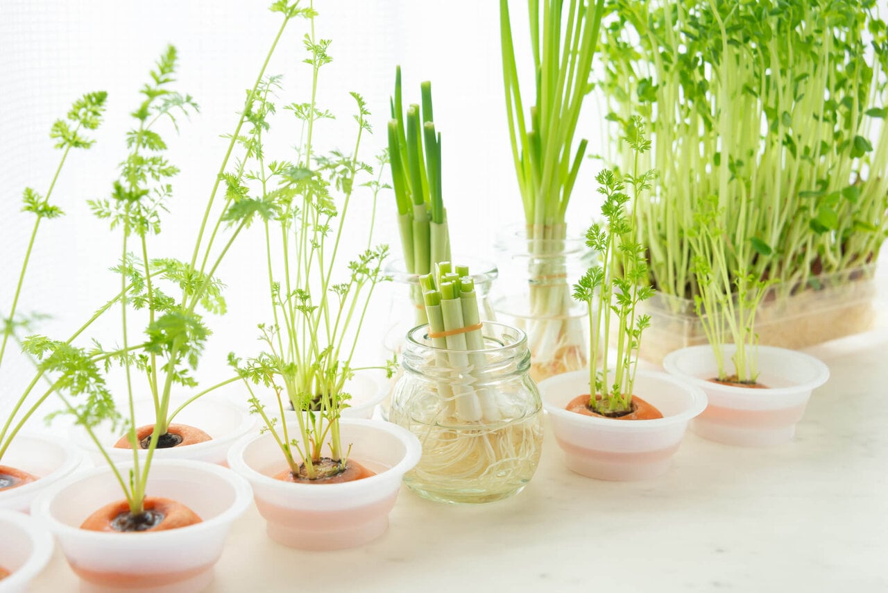 リボベジとは？人参、キャベツ、ネギ、レタスなどできる野菜18選と、おしゃれに楽しむ方法まで – ethical house エシカルハウス