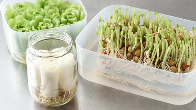 リボベジとは？初心者でも簡単に再生栽培！おすすめの野菜と正しい育て方を解説 - かんでんWITH YOU
