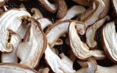 腐ったしいたけを見分けるポイントと、長持ちする保存の仕方ヨムーノ