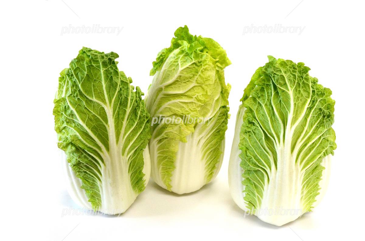 早くとれるミニ白菜62103