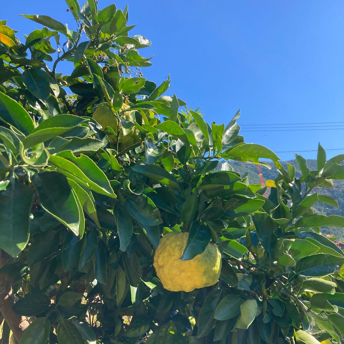 鬼柚子のマーマレード