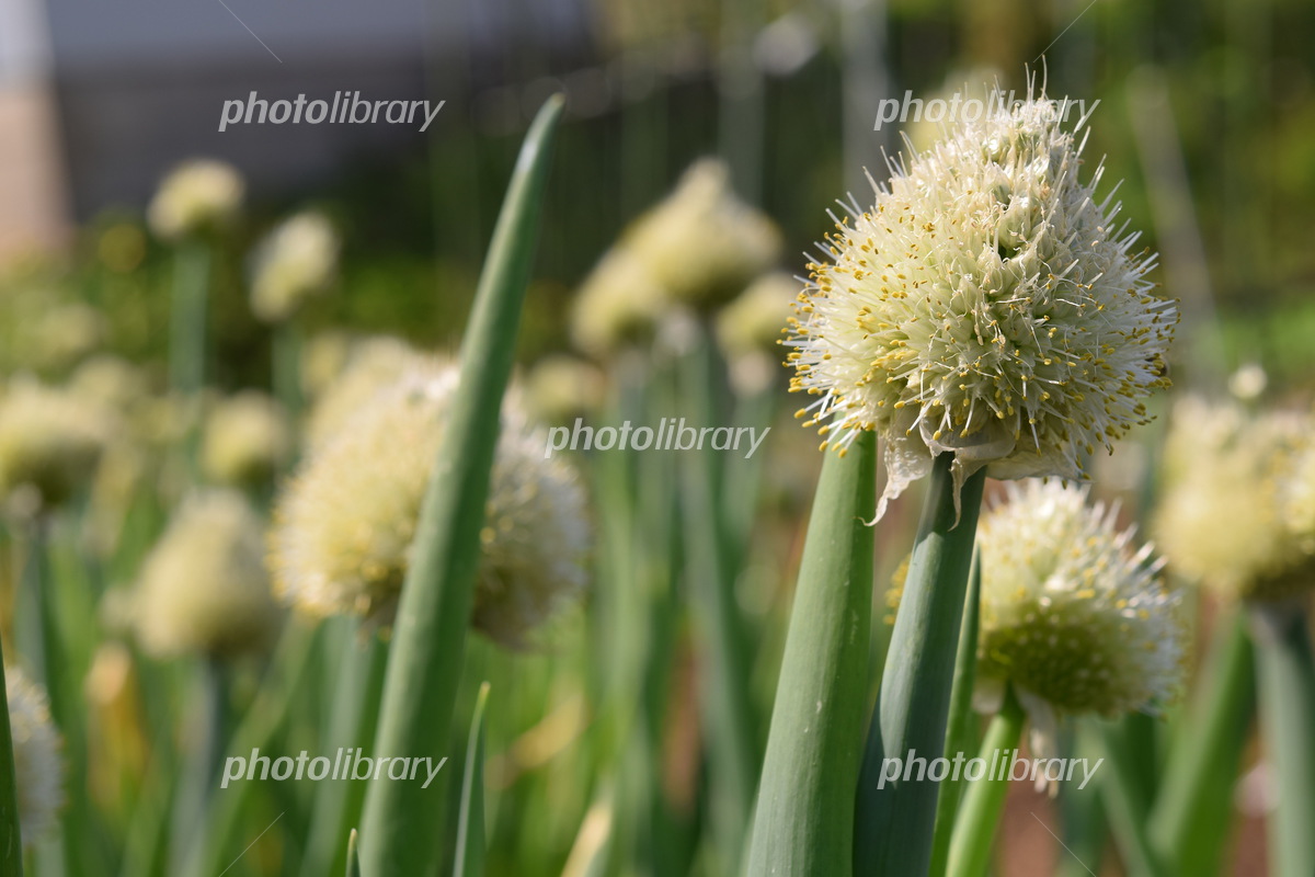 第9回 タマネギ詳しく知りたい、取り入れたい 自然の力・有機の力 〜実践編〜読みものサカタのタネ 家庭菜園・園芸情報サイト 園芸通信