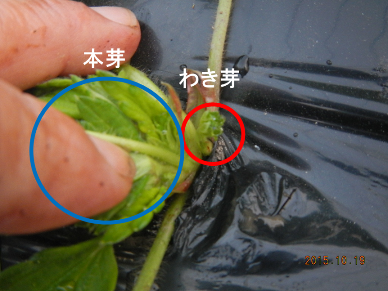 「いちご栽培 いちご農家」わき芽取り作業をご紹介