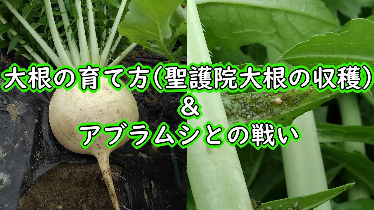 大根 だいこん ダイコン の育て方・栽培方法野菜の育て方・栽培方法