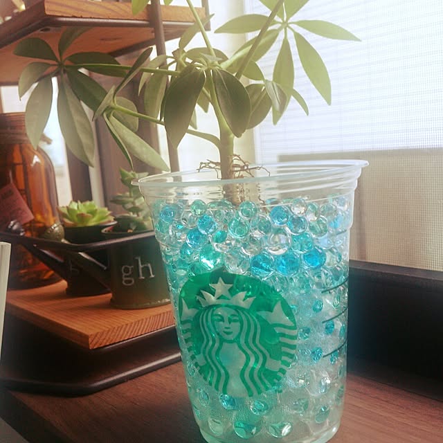 スタバのカップは捨てないで！意外な活用法に「たしかに便利」「使い勝手がいい」 - macaroni