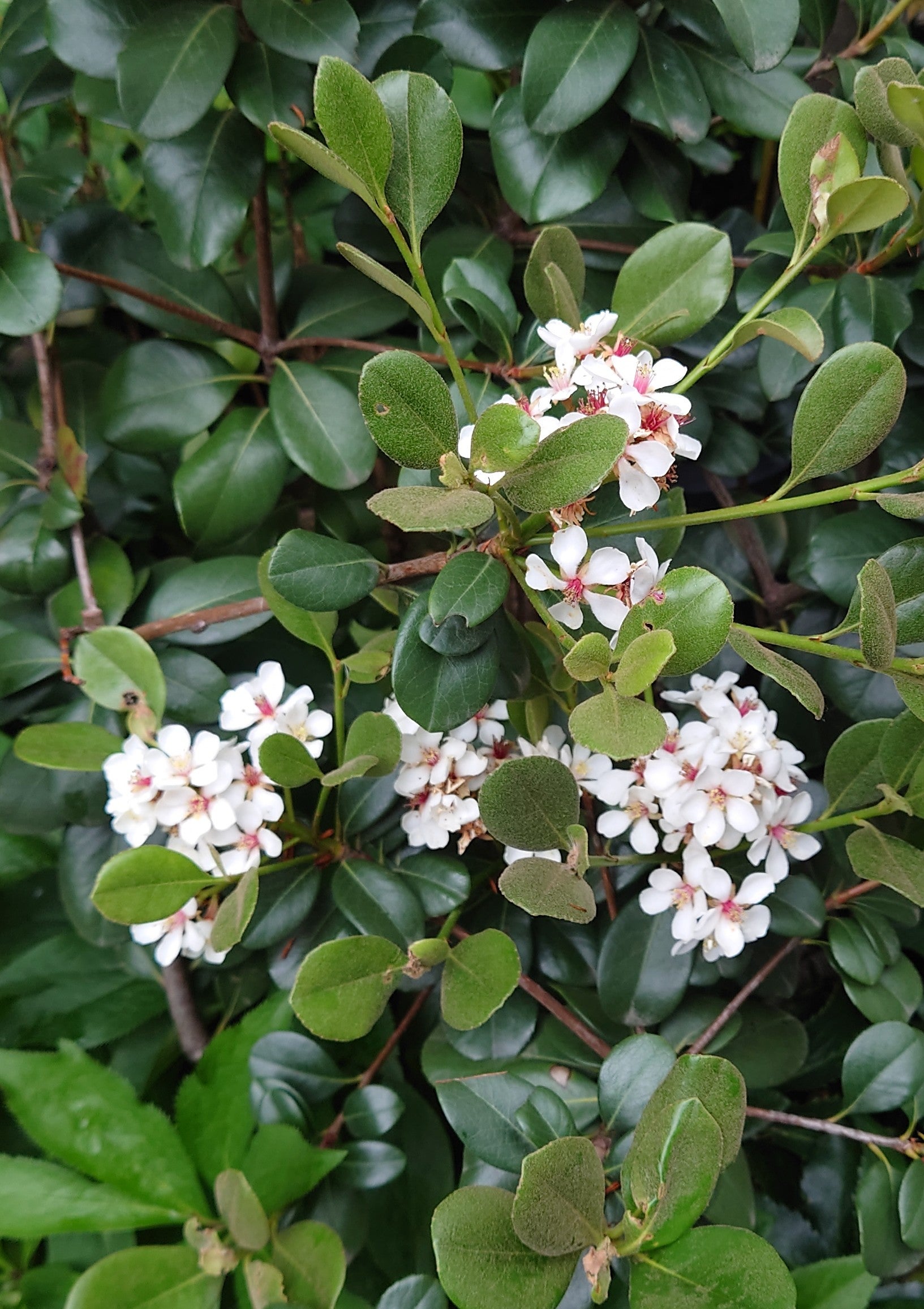 モッコクモドキの写真素材 - PIXTA