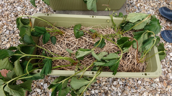 葉っぱの先が茶色に いちご-品種不明