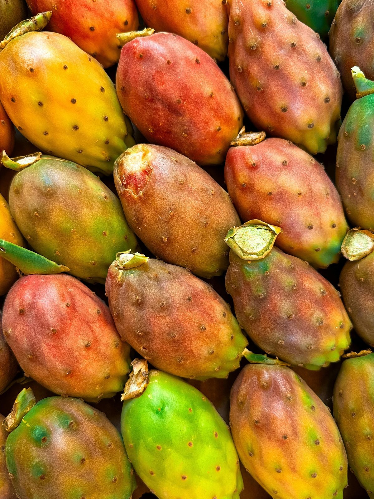 カクタスフルーツ 3.5号日本ライン花木センタ