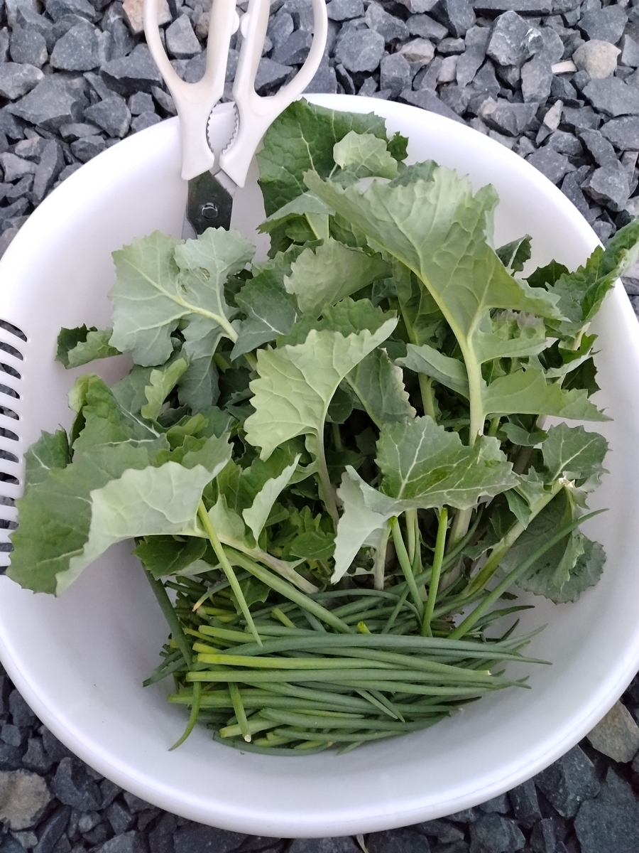 のらぼう菜あきる野青年会議所 Junior Chamber International Akiruno 東京都あきる野市