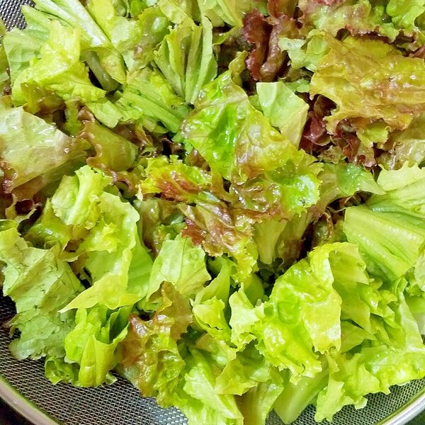 レタスをシャキッとさせる裏技