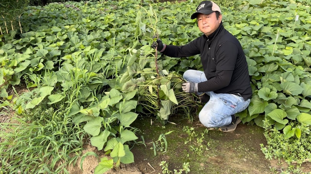 さつまいもを水につけていたらつるがめちゃくちゃ伸びてしまい 園芸相談Q＆Aみんなの趣味の園芸
