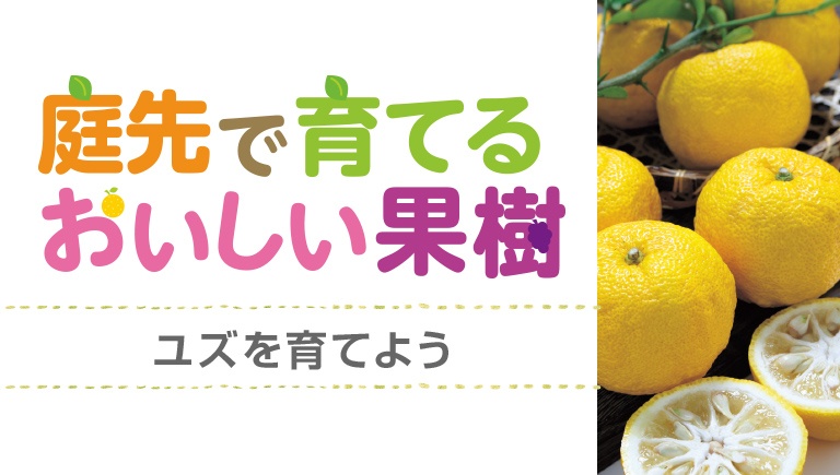 ユズを育てよう～庭先で育てるおいしい果樹～