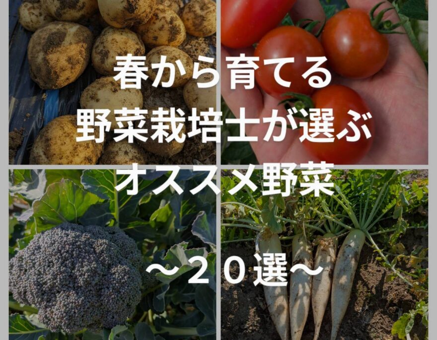農家がおすすめする春に植える野菜！ 品種から栽培時の注意点まで詳しく紹介マイナビ農業