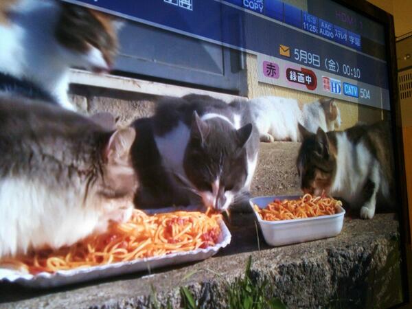 フッフィー・キャット・シェフ、イタリアの台所でスパゲッティを作る – AI Generated VideoHailuo AI