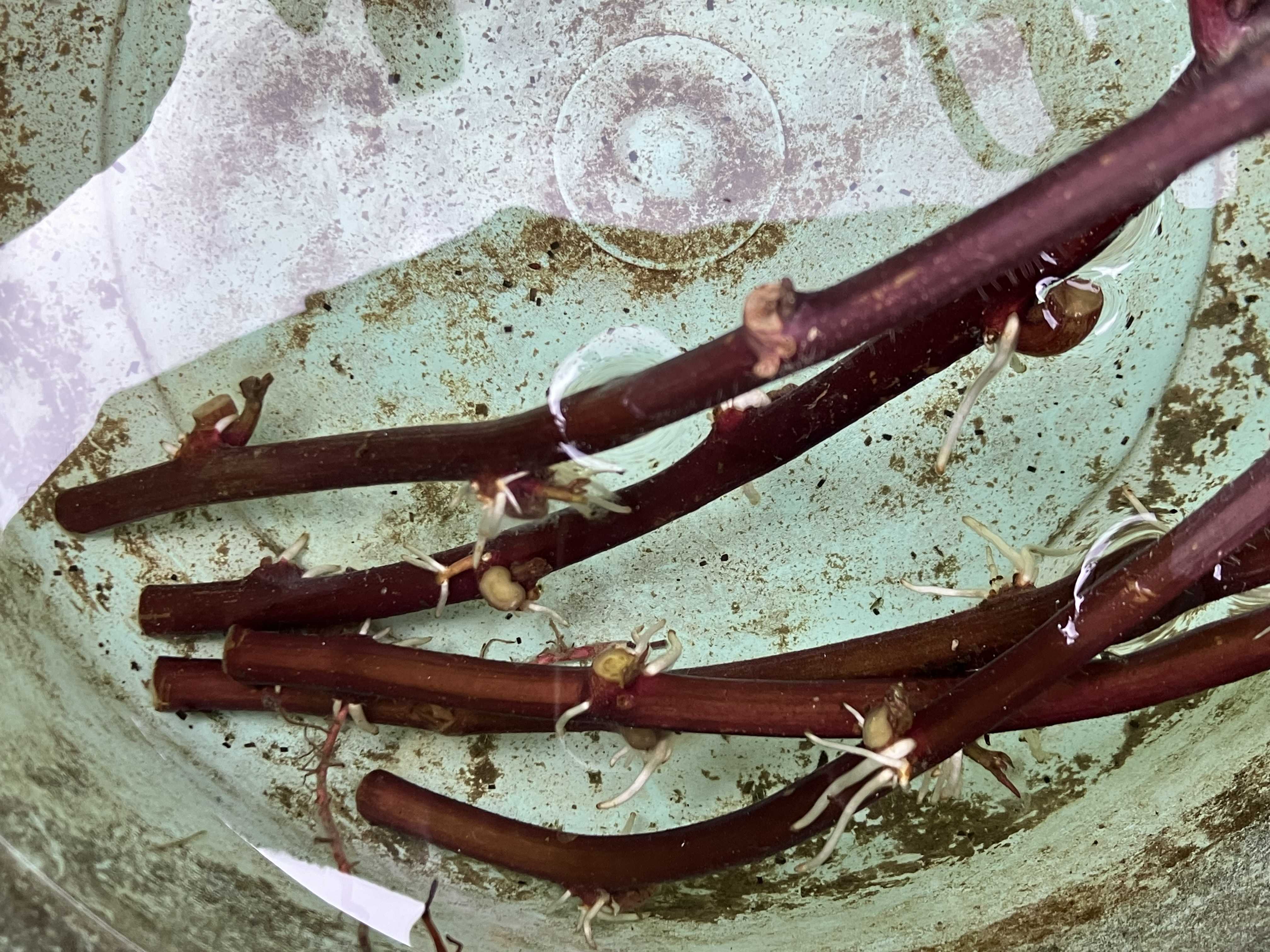 新提案 ツル返しはもう古い！効率的なサツマイモの管理法タネのハシモト