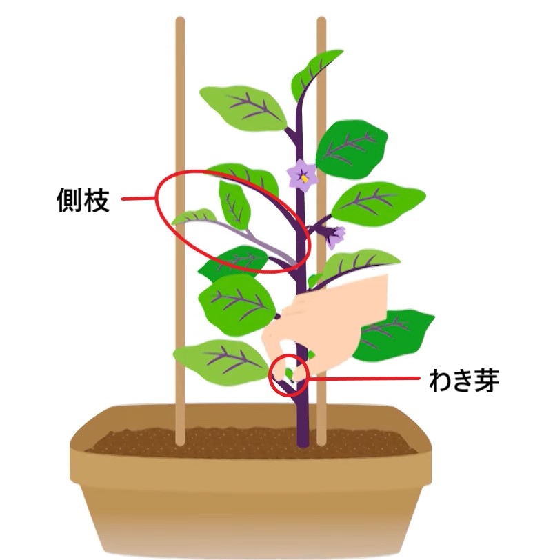 ナスの育て方・栽培方法LOVEGREEN ラブグリーン