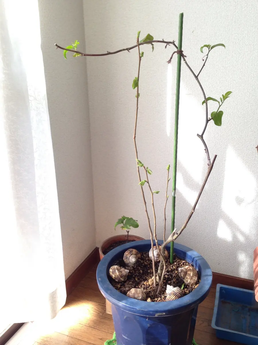 パッションフルーツの冬越し 耐寒性保管場所比較２０２１年春 - エンジニア的！ベランダガーデニング 野菜・果物編