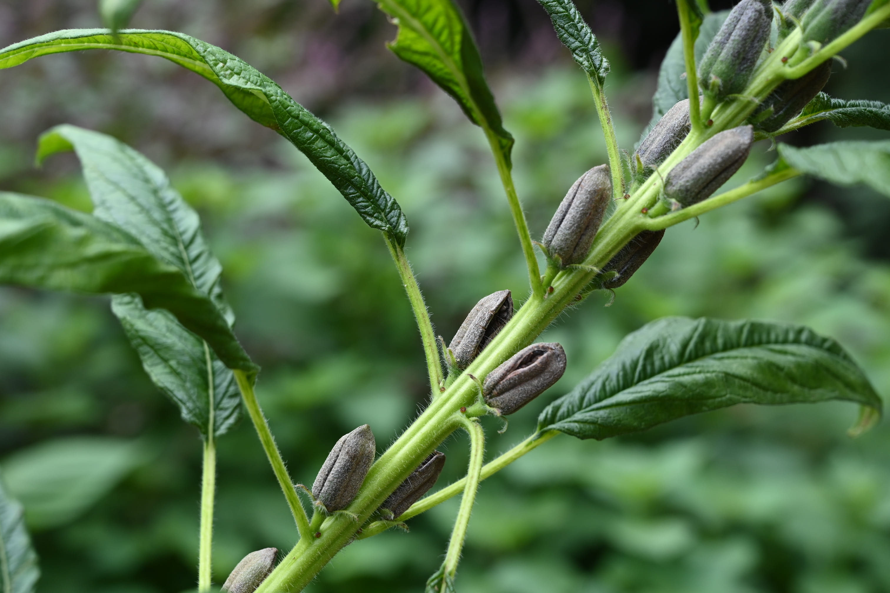老舗ごま油企業からすべてが新しいごま油が誕生！ ごまのプロフェッショナルが生み出す黄金のピュアオイル「ごまの実オイル」11月8日 水 より販売開始！かどや製油株式会社のプレスリリース