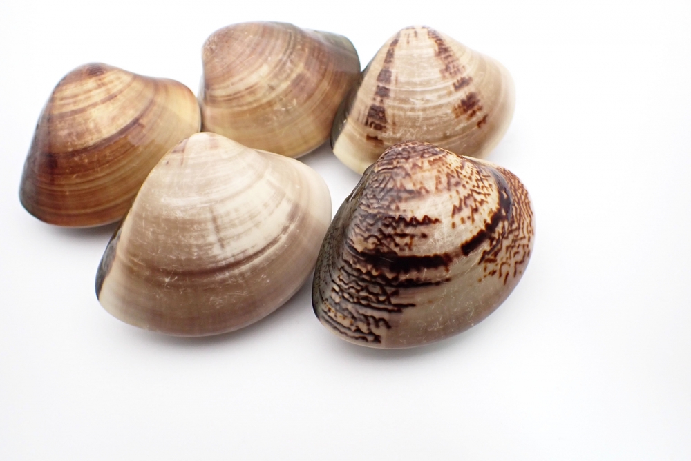 バカガイ？ハマグリ？簡単な見分け方＠潮干狩り自然と暮らそう麦わら日和