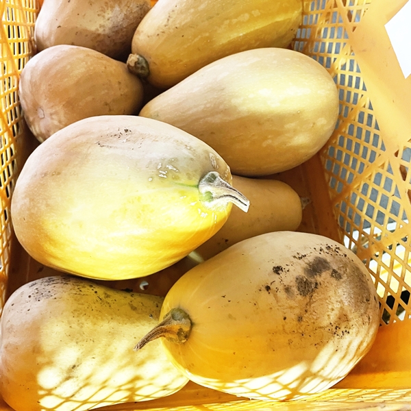 バターナッツかぼちゃの焼きドーナッツ