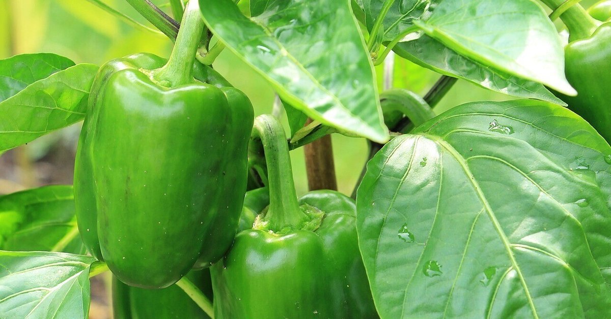 ピーマンの保存方法とレシピ