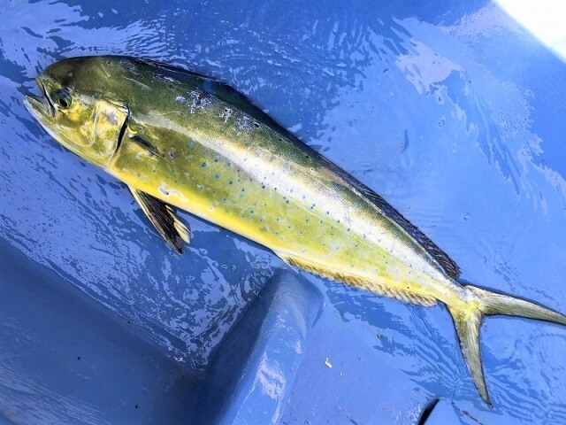 シイラとは？特徴や旬、おいしく食べられる方法を解説！クラシル