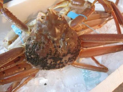 茹でたカニの中が真っ黒だった原因はコレ！ 黒い汁 食べて大丈夫？さかなのさ 〜魚美味探求