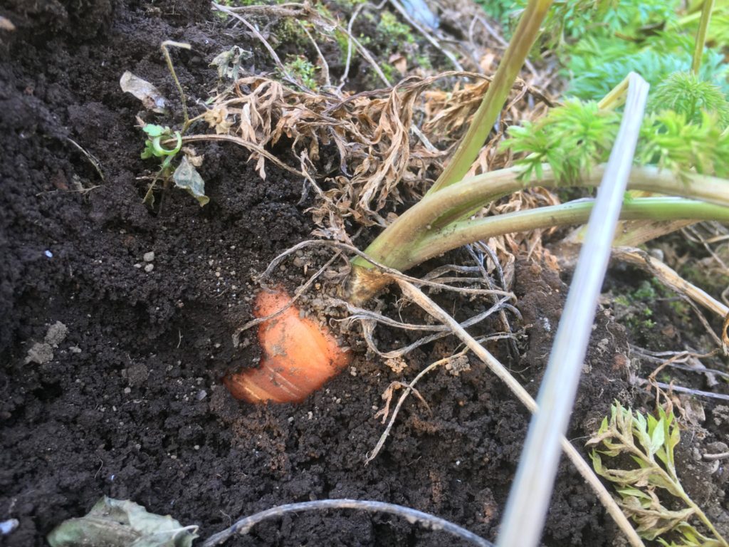 人参 飾り切り 型なし簡単TikTok