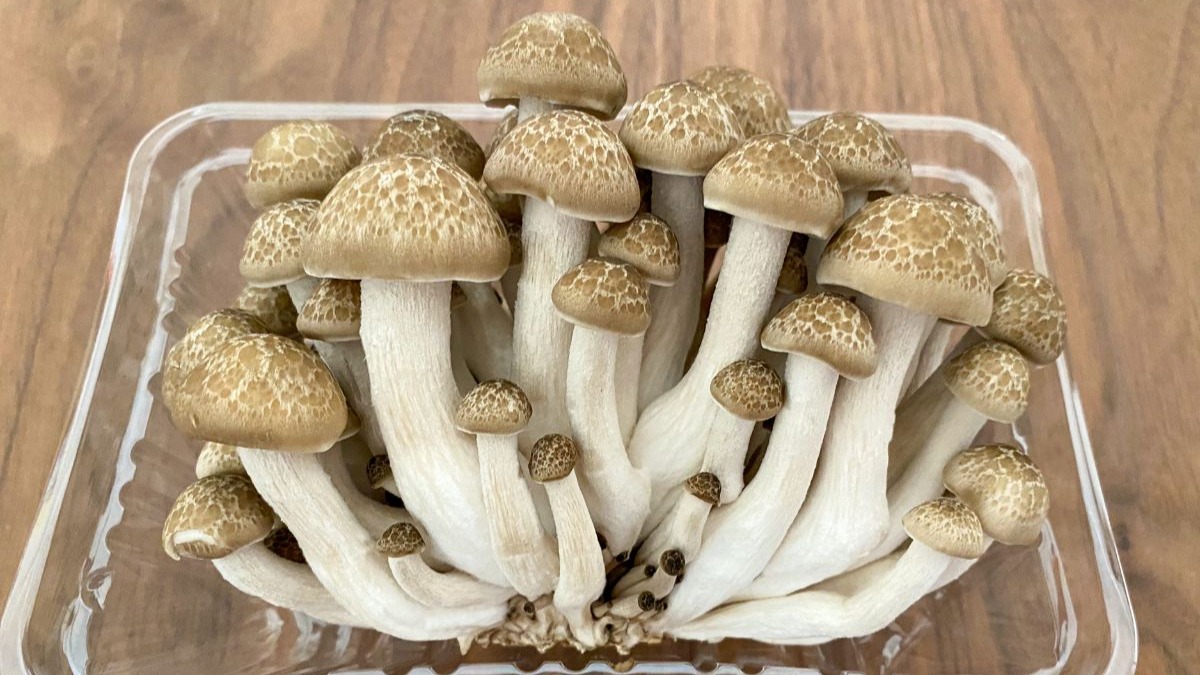 きのこは洗う？洗わない？よーこ先生食生活迷子＆料理苦手を救うプロ