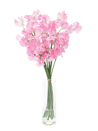 第二十三話 「染めスイートピー」旬花百科花毎 はなごと