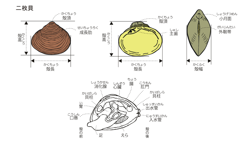 なるほど 色々な貝殻の形がある理由！ – マリブ 水槽メンテナンス神奈川 海水専門レンタル・買取り・代行