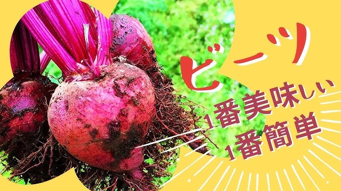 ビーツは生で食べられる？下ごしらえからおいしい食べ方・レシピを管理栄養士が解説します - トクバイニュース