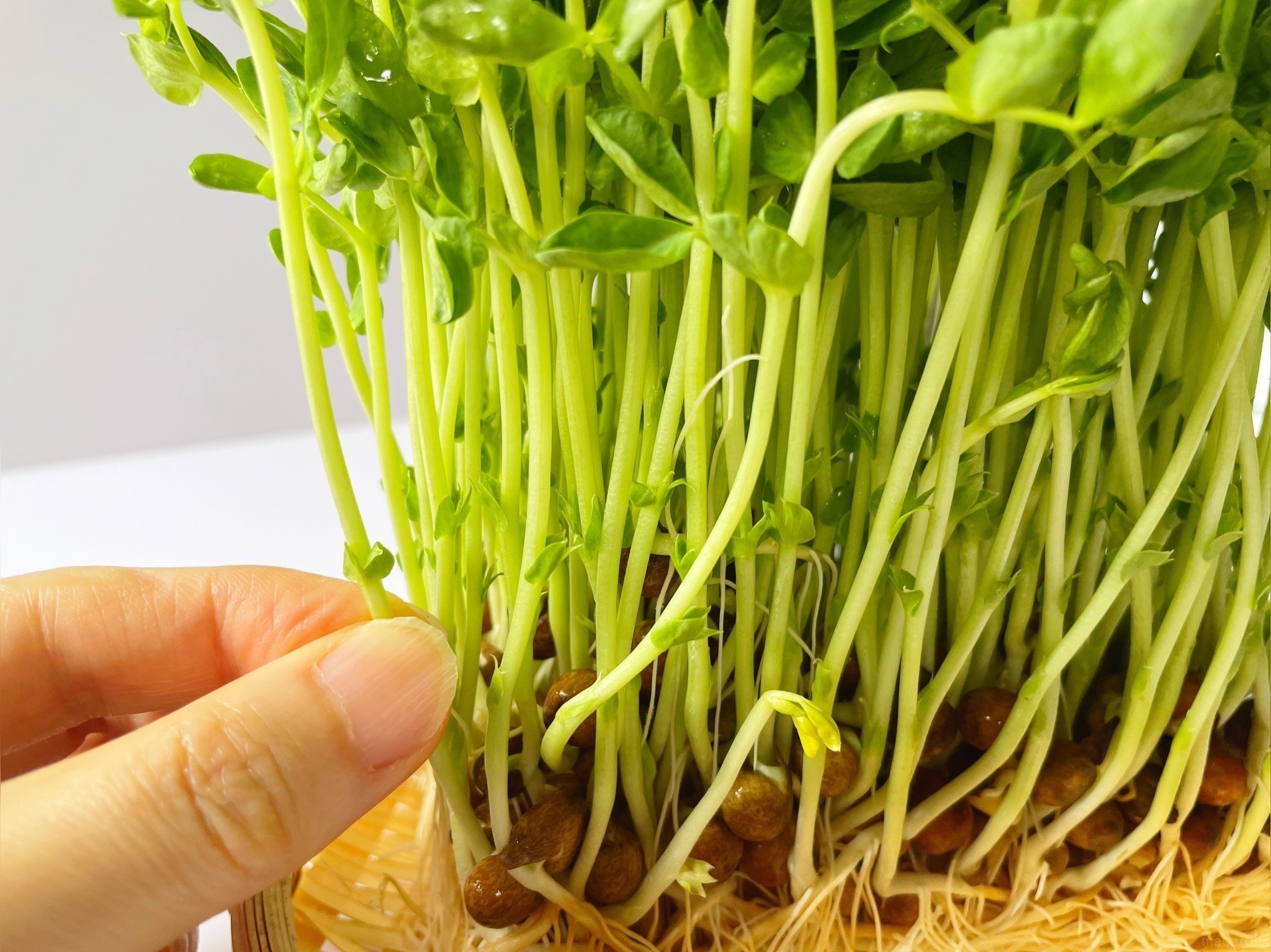 伸びすぎた豆苗を美味しく簡単に食べる方法