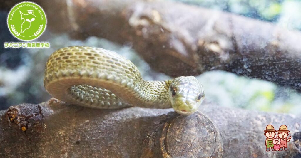 餌を絞めて窒息させる大蛇、自分の呼吸はどうするのか : 文化 : ハンギョレ新聞