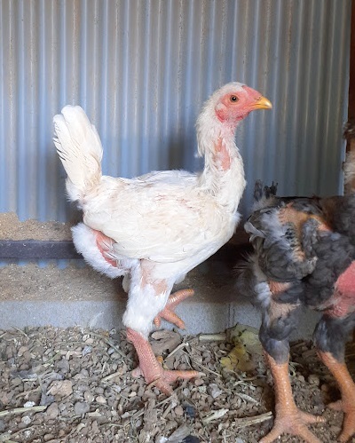 1羽22万円の「ドンタオ鶏」、テトの贈答品にいかが？社会- VIETJOベトナムニュース