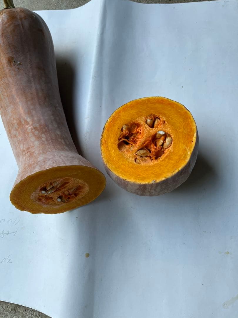 鶴首かぼちゃ』～特徴や美味しい食べ方は？～ずーやのメモ帳