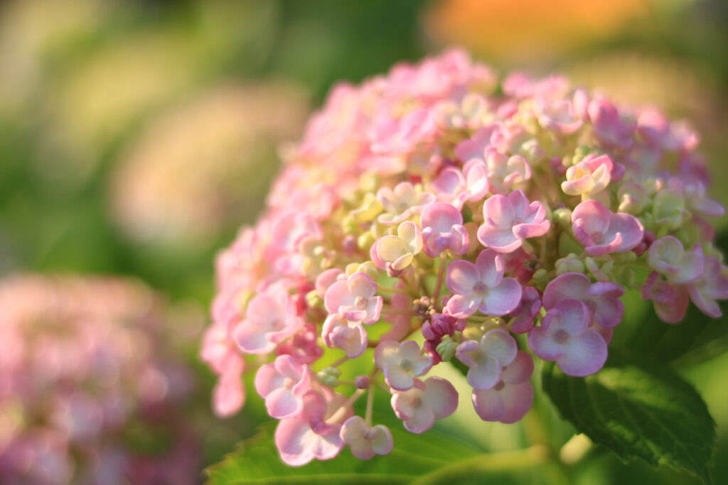 おたふく紫陽花 ポップコーンの一覧🍀GreenSnap グリーンスナップ