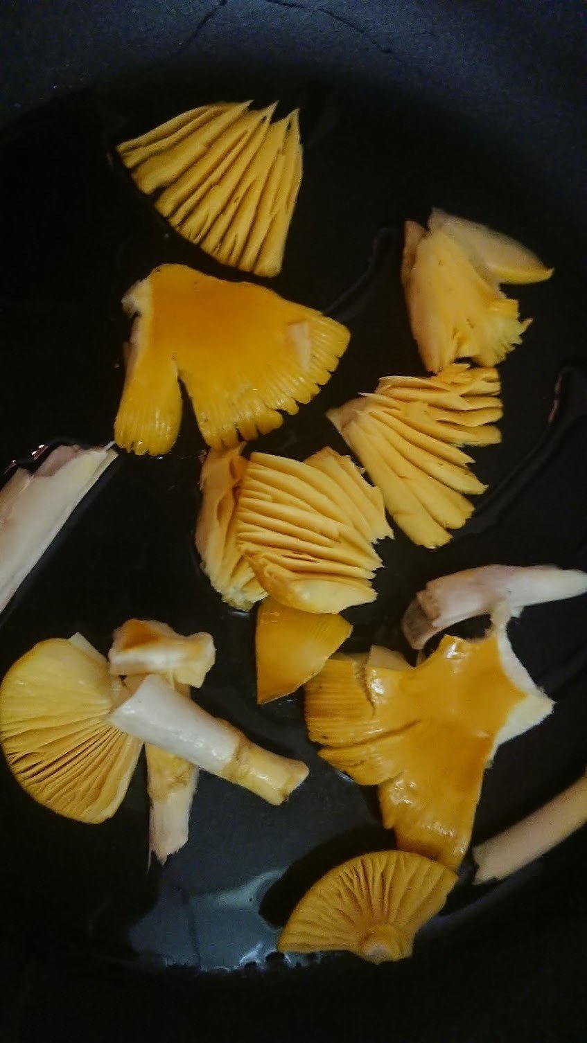 キタマゴタケ ぽこっ！がっちゃんの生き物つれづれ日記