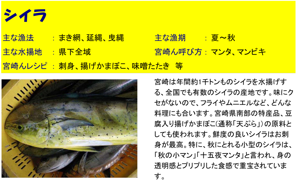 シイラ – 魚の旬と栄養
