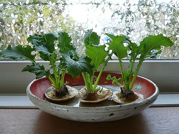 にんじんを再生栽培! プロから学ぶ再生野菜 リボベジ生活のススメ vol.5東京ガス ウチコト