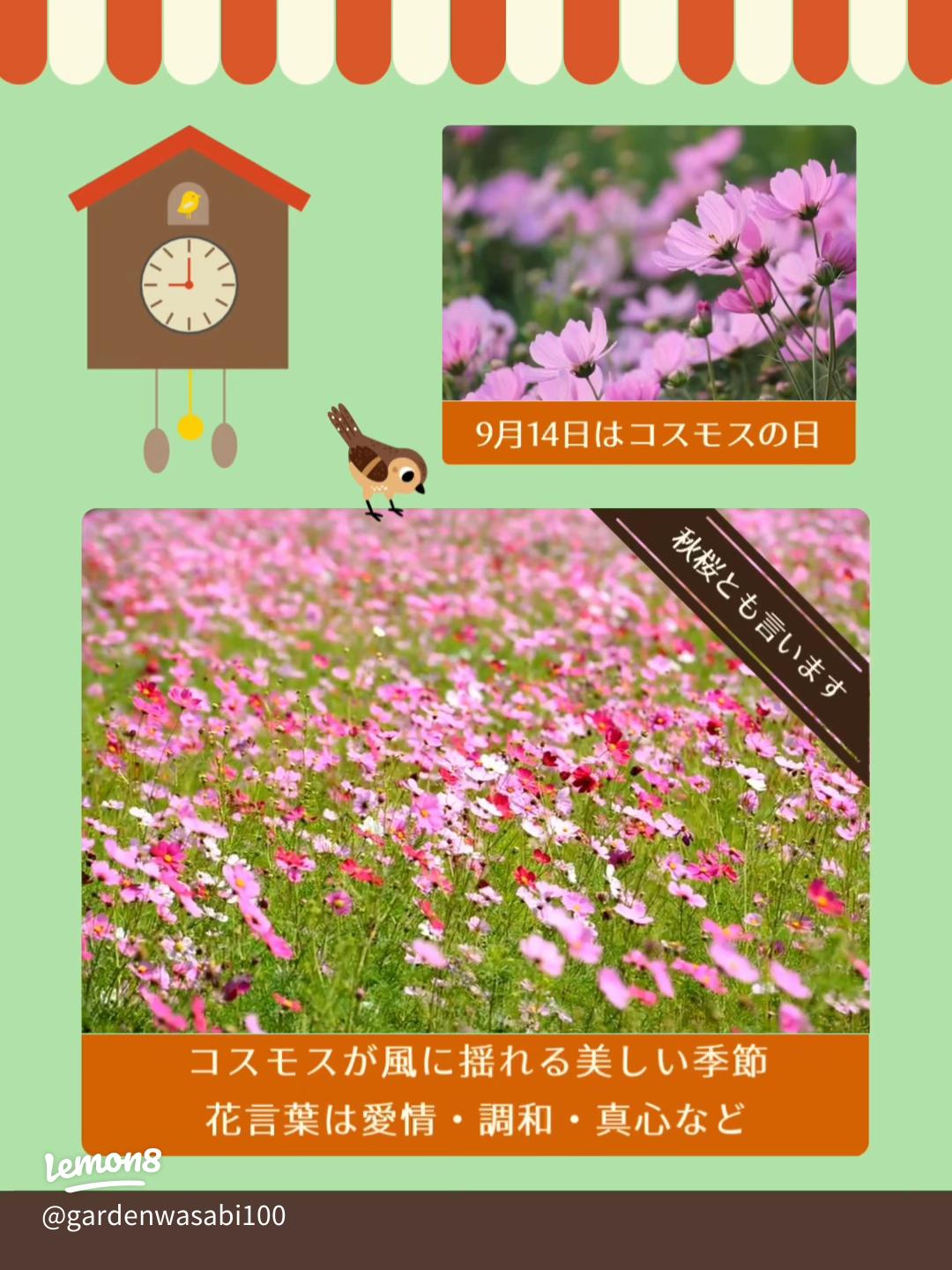キウイの花 雄花 雌花の見分け方
