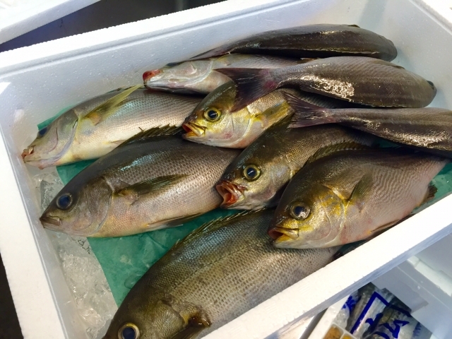 安くて美味しい「梅雨イサキ」。定番の食べ方はコレRadiChubu-ラジチューブ