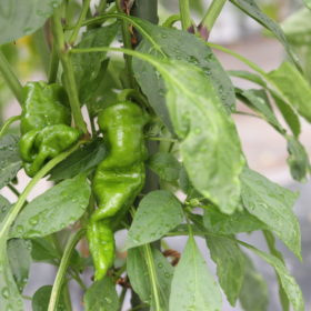 万願寺甘とう公式ホームページ最上の万願寺とうがらし