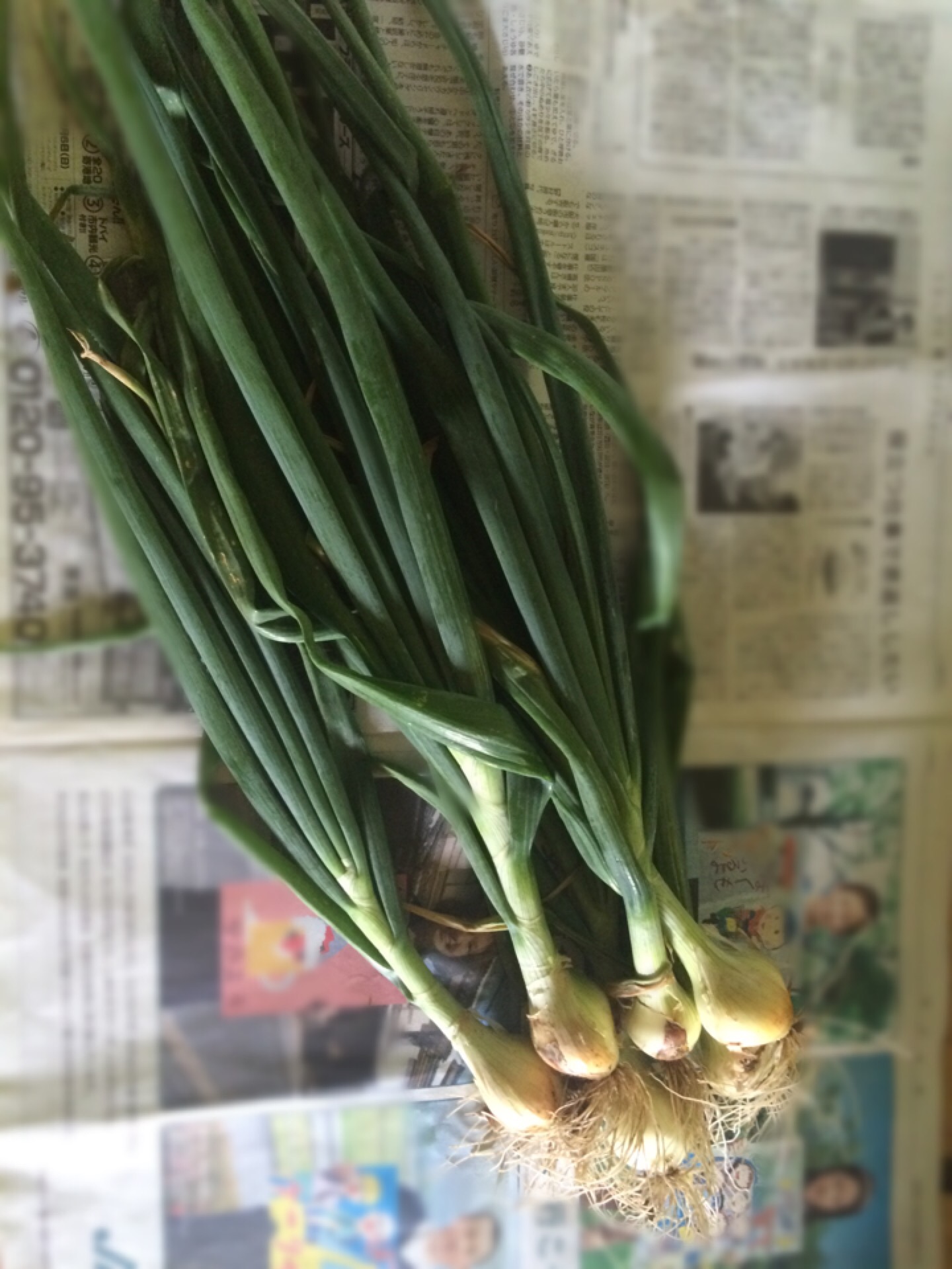 野菜宅配＞4 13〜 16 初登場！葉玉ねぎ。普通の玉ねぎとの違いは？農家直送・無農薬野菜 あるまま農園