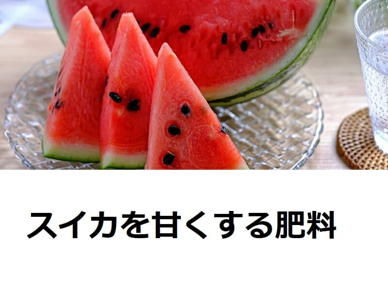 甘いスイカ通販 農家直送のしあわせスイカ「甘幸」しあわせスイカ農園