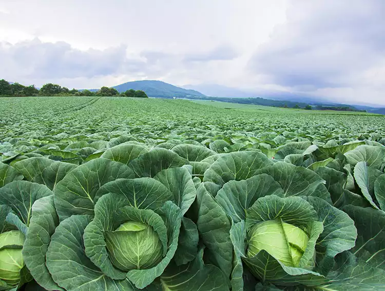 キャベツの契約農家のご紹介とんかつ 濵かつ