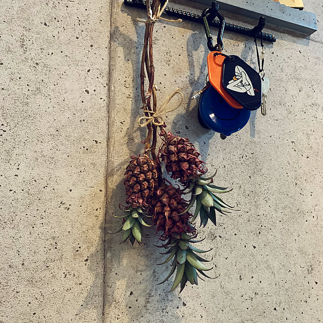 パイナップルってどんな果物？パイナップルの種類や特徴について解説産直プライムブログJA連携！産地直送通販なら産直プライム